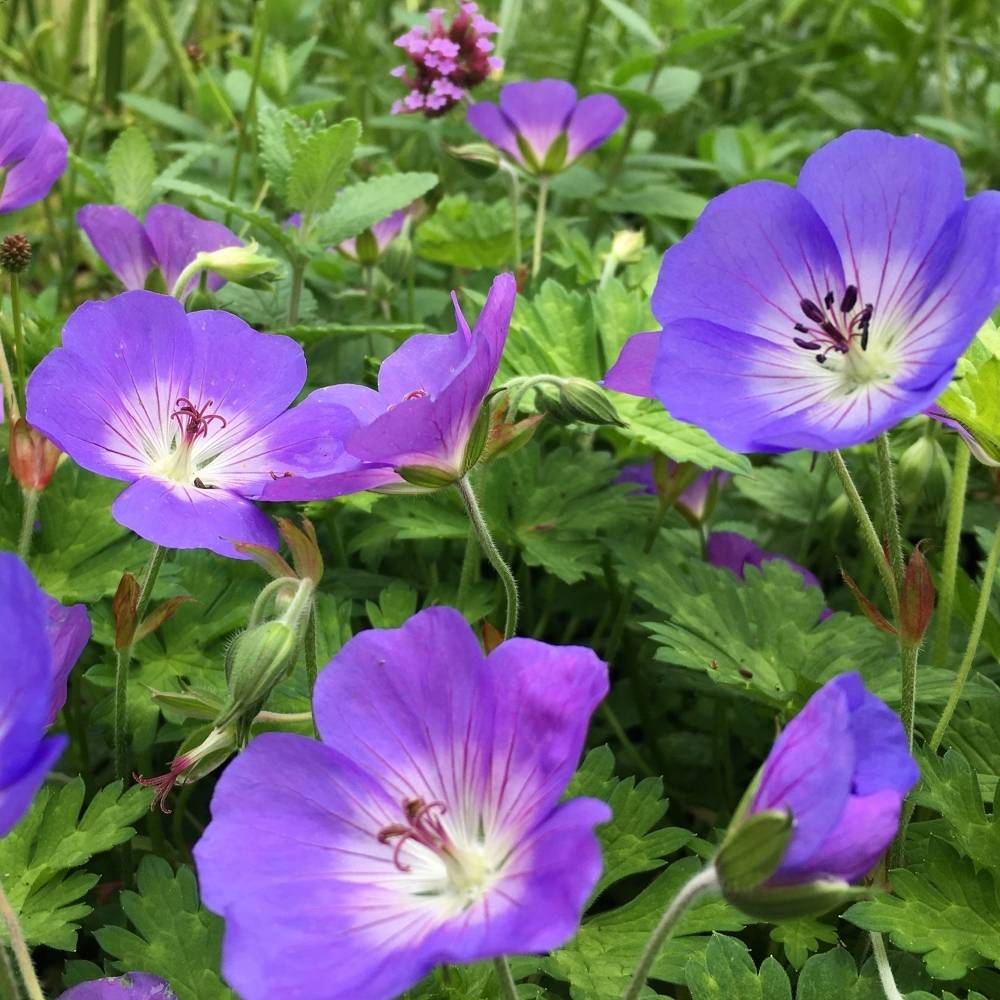 GardenersDream Geranium Rozanne Incl. Pot