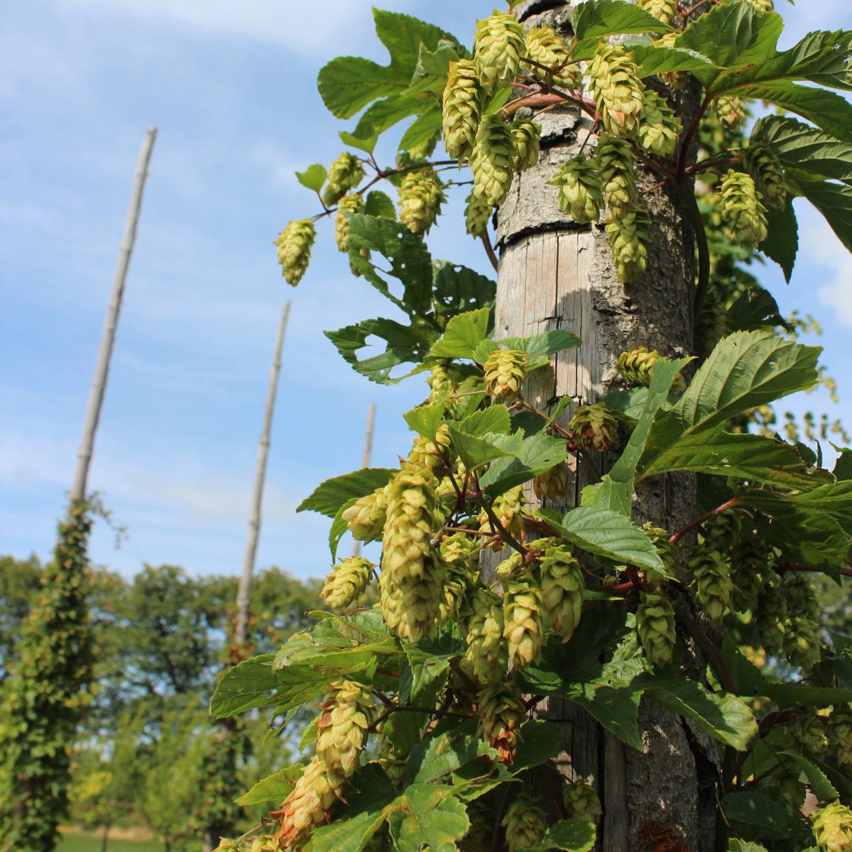 Humulus lupulus Mauritz 85