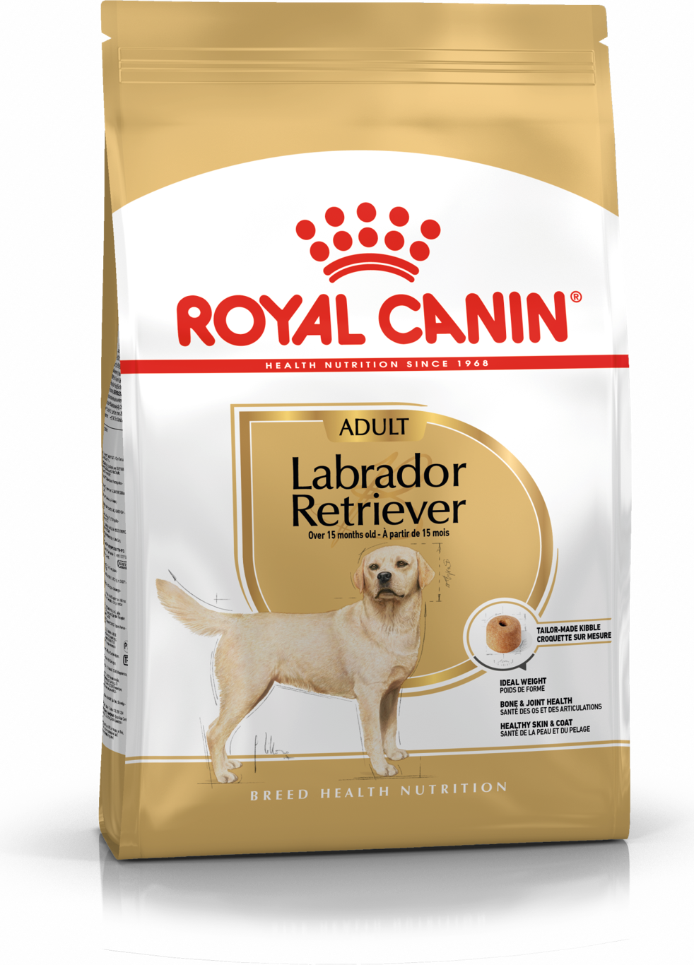Labrador Retriever Adult