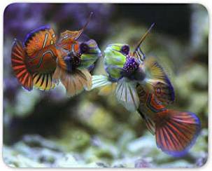 Destination Vinyl Mandarin Tropical Fish Mouse Mat Pad Fun