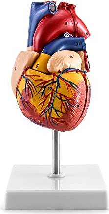 Qwork Human 2-Part Life Size Heart Model