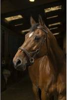 Norton Riding Bridles Pro Side-Pull - Marron