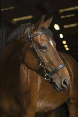 Norton Riding Bridles Pro Side-Pull - Noir