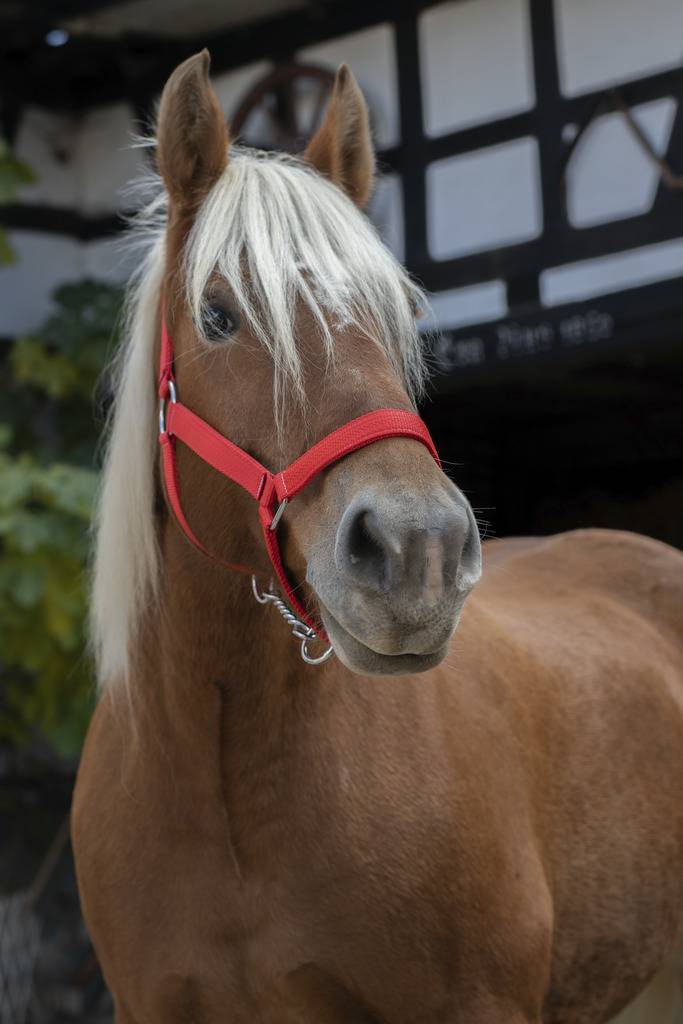 Norton Halter For Draft Horse Pro - Rouge