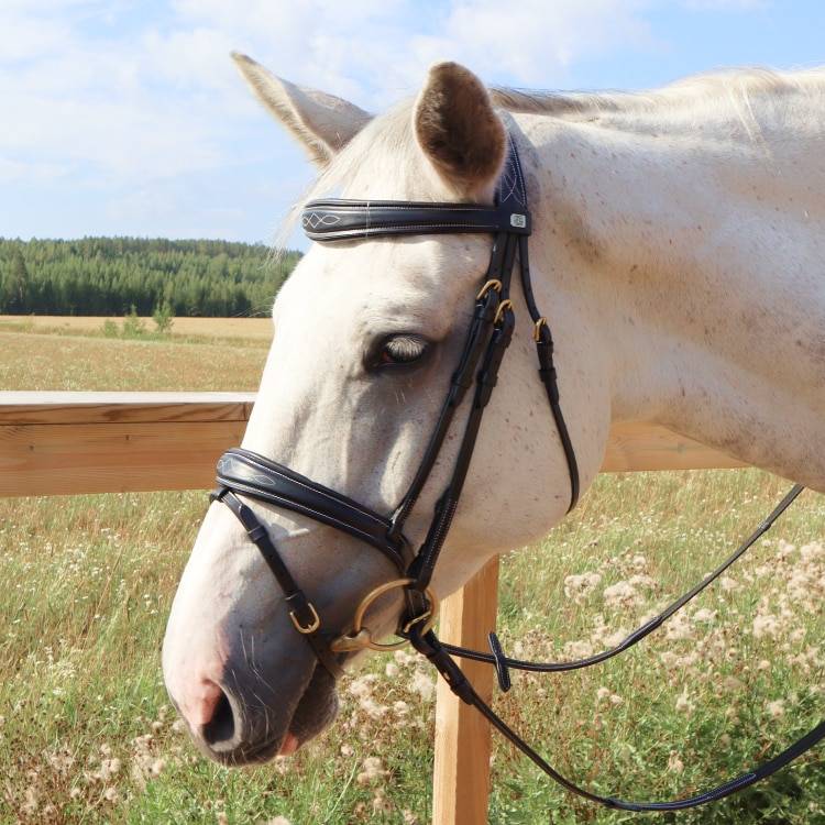 Equestrian Essentials Splendid Träns