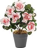 27cm Azalea Plug