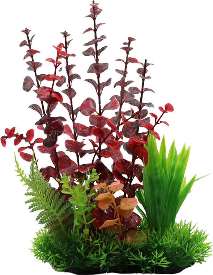 Swell Red Round-Leaf Rotala Combination