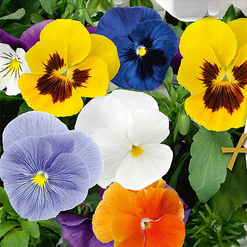 Seklos Pensé Spring Stars