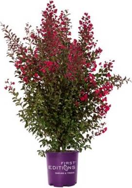 Red magic First Editions 2 Gal Potted Ruffled Red Magic Crape Myrtle Shrub