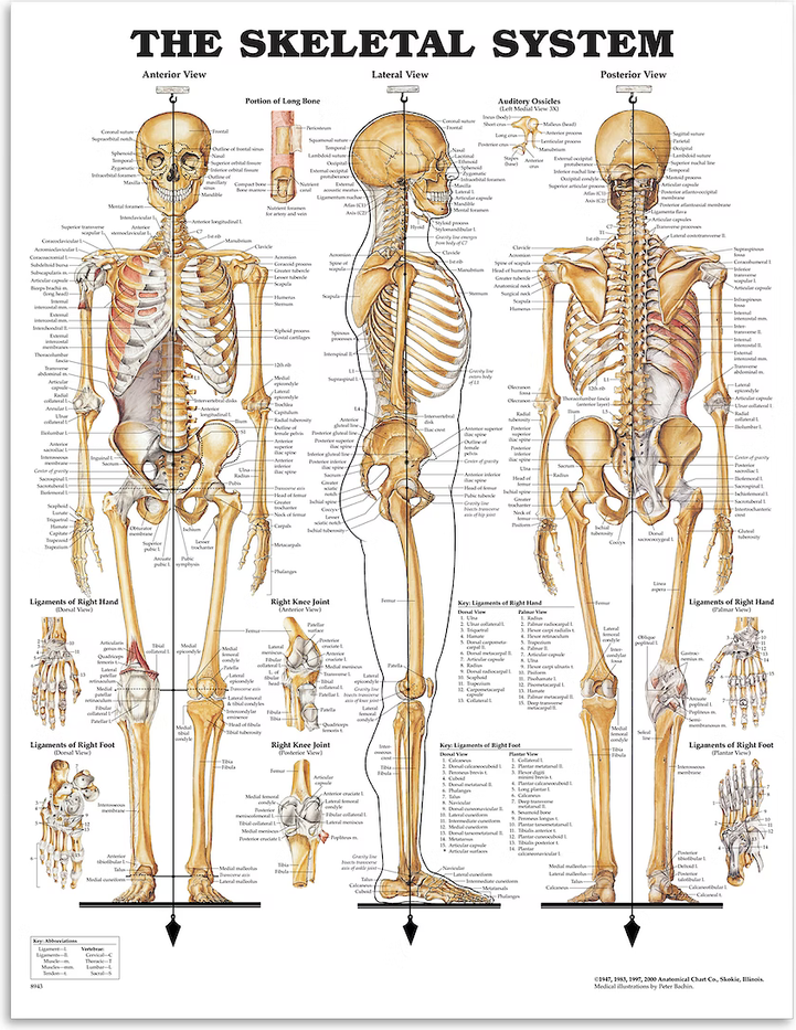 Anatomical Chart Co The Skeletal System