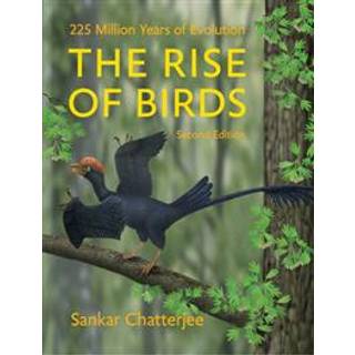 The Rise of Birds