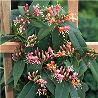 Gedeblad - Lonicera Pileata