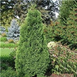 Hækthuja 'Holmstrup'