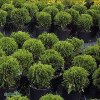 Thuja 'Danica'