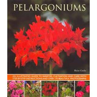 Pelargoniums