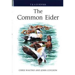 The Common Eider
