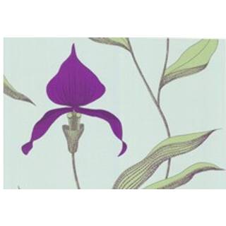 Orchid - Purple