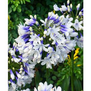 Sibirisk Iris 'Butter and Sugar'