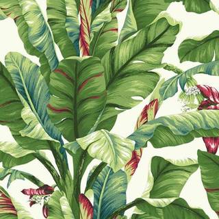 Ashford Tropics - AT7068