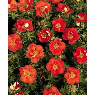 Potentilla 'McKay's White'