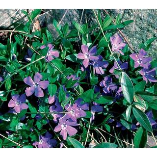 Vintergrøn - Vinca Minor ´Rubin´