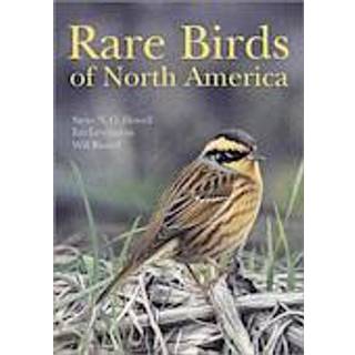 Rare Birds of North America