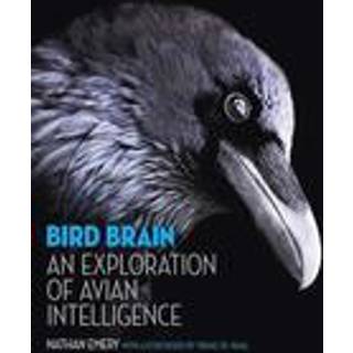 Bird Brain