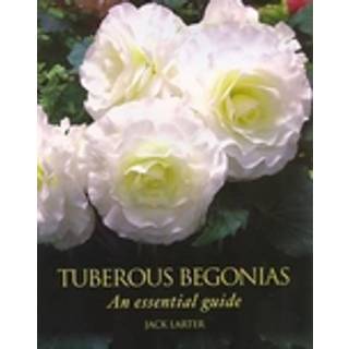 Tuberous Begonias