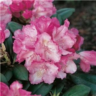 'Claudine'