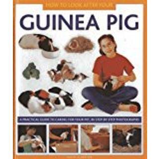 How to Look After Your Guinea Pig