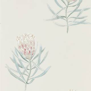 Protea Flower Porcelain/Blush - 216330