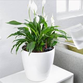 Lechuza Classico Premium LS indendørs krukke til blomster med selvvandingssystem Sort Højglans Ø28 x H26 cm
