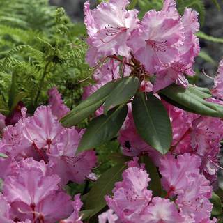 'Madame Masson'
