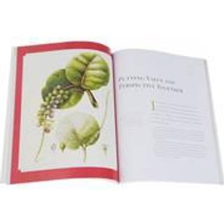 Botanical Drawing in Color