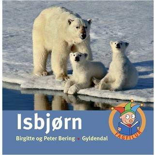 Isbjørn