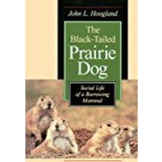 The Black-Tailed Prairie Dog