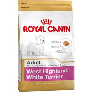 West Highland White Terrier Adult - 1