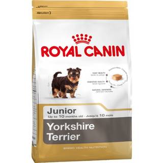 Yorkshire Terrier Puppy 1,5 kg