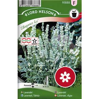 Ægte Lavendel 'Ellagance Ice'