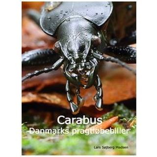 Carabus - Danmarks pragtløbebiller