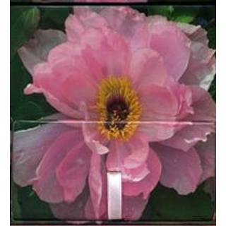Memo Block - Peony