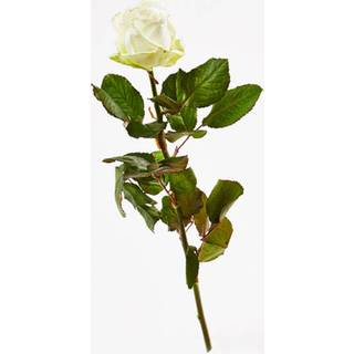 Nedkastningsrose - hvid