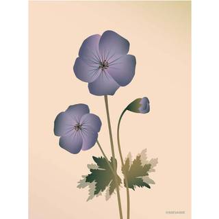 Tilbud: Spar 75% - Geranium Nude - Plakat 50x70 cm fra ViSSEVASSE