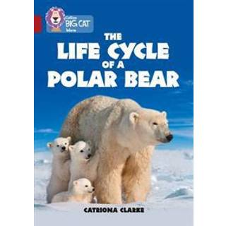 The Life Cycle of a Polar Bear