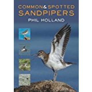 Common and Spotted Sandpipers