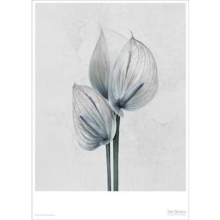 ViSSEVASSE - Plakat Botanica Anthurium Andraeanum - (50x70 cm)