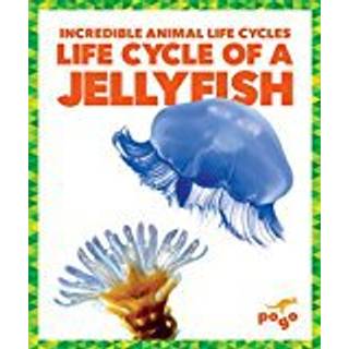Life Cycle of a Jellyfish