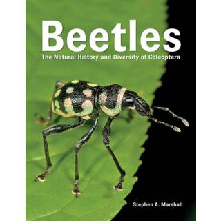 Beetles