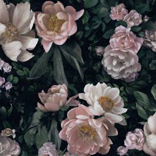 New Dawn Rose - 7234