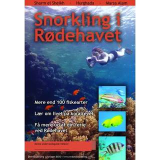 Snorkling i Rødehavet